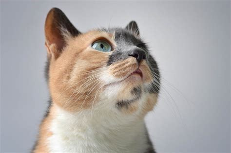 9 Types Of Calico Cats With Photos Cat World