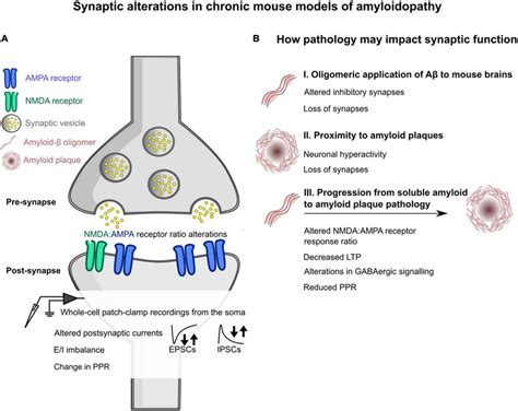 Schematic Overview Of Some Of The Changes Induced By Amyloidopathy At