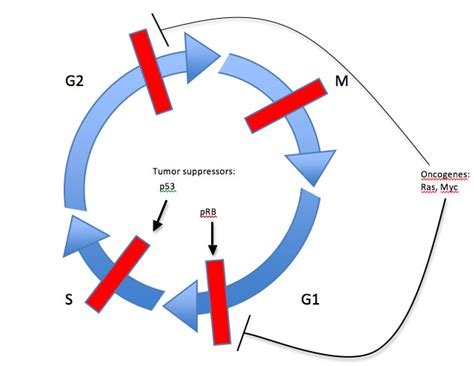 Cell Cycle Control By Tumor Suppressors And Oncogenes Learn Science