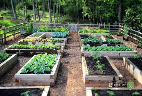 Three Key Benefits Of Gardening In Raised Beds Growing A Greener World®