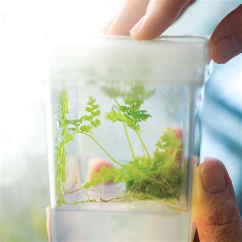 Hawaii's Species: Endangered and Underfunded - Hawaii Business Magazine