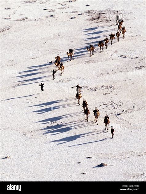 Djibouti Lake Assal An Afar Camel Caravan Crosses The Salt Flats Of