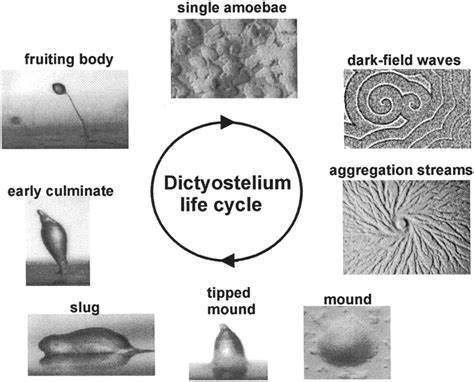 Dictyostelium Life Cycle Shown Are Single Amoebae Darkfield Waves