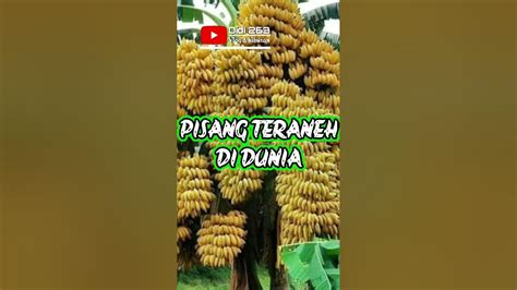 Pisang Teraneh Di Duniashorts Youtube