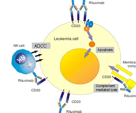 Rituximab Cd