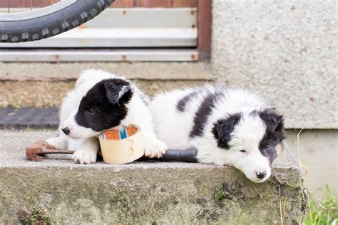 Miniature Border Collie Can You Have One As A House Pet