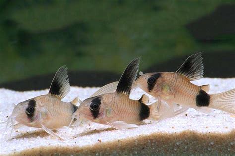 Panda Cory Veil Corydoras Panda Corydoras Catfish Bottom