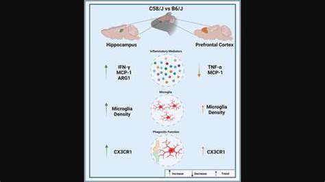 Changes In Neuroinflammatory Markers And Microglial Density In The