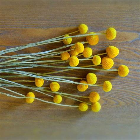 Craspedia Billy Buttons Billy Balls Dried Yellow Flowers Etsy Billy