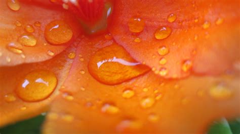 Hintergrundbilder Blumen Natur Fotografie Wassertropfen Makro