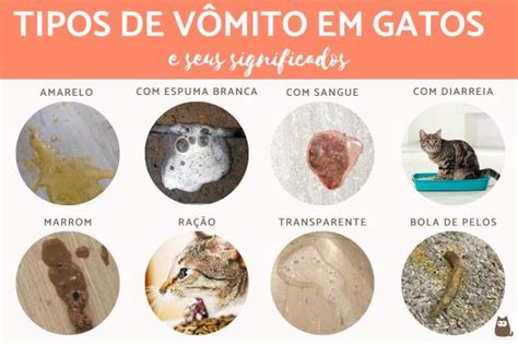 Tipos De V Mitos De Gatos O Que Significam Fotos