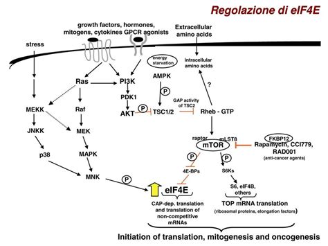 Initiation Factors Prokaryotes Eukaryotes Ppt Download