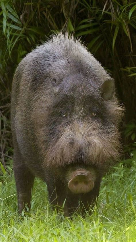 Bornean Bearded Pig (Sus barbatus) | Pig with beard, Bearded baby pig