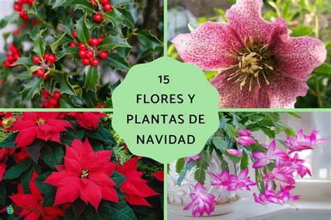 Flores Y Plantas De Navidad Nombres Y Fotos