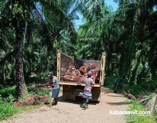 Pabrik Kelapa Sawit Di Kaltim Diduga Tekan Harga TBS Petani Jelang