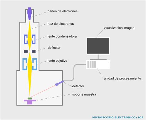 Microscopio Dibujo Y Sus Partes Facil Tipos De Microscopio Y Sus Funciones Con Imagenes