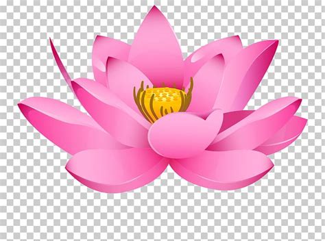 Nelumbo Nucifera Drawing Padma PNG Clipart Aquatic Plant Closeup