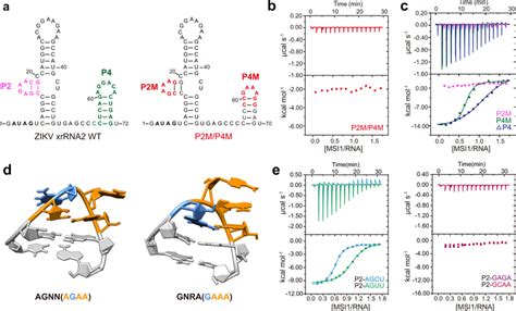 XrRNA2 P2 Tetraloop Fold Is Critical For MSI1 Binding A Secondary