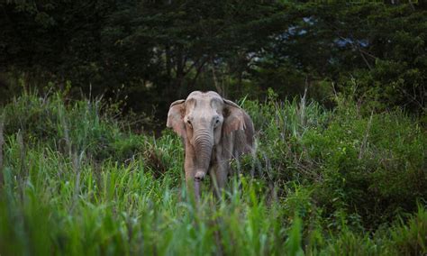 Protecting Restoring And Coexisting With Asias Magnificent Elephants