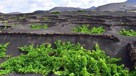 CONSEJO REGULADOR VINOS LANZAROTE Se Abre El Plazo Para Presentar Las