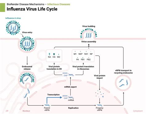 Influenza A Virus Structure Genome Replication Treatment