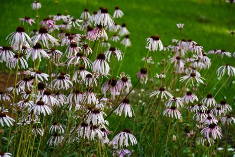 Echinacea Sanguinea Sanguine Coneflower Meristem