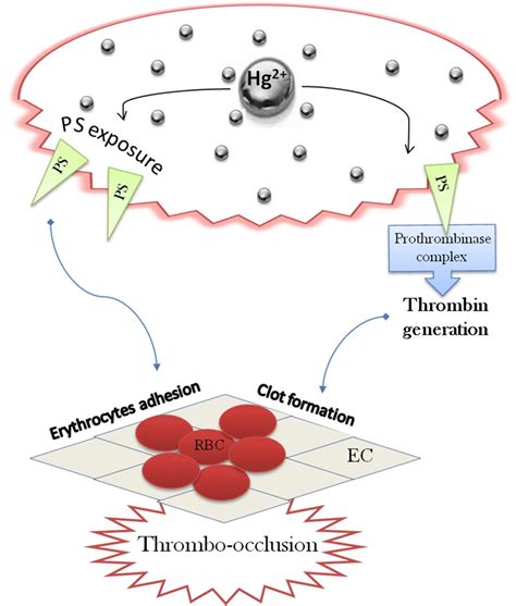 Procoagulant Activity Erythrocytes Induced By Hg Exposure Hg Induces Download Scientific