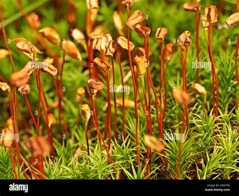 Common Haircap Moss Polytrichum Commune With Mature Seedpods On