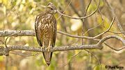 Category:Birds in the Gir Forest National Park - Wikimedia Commons