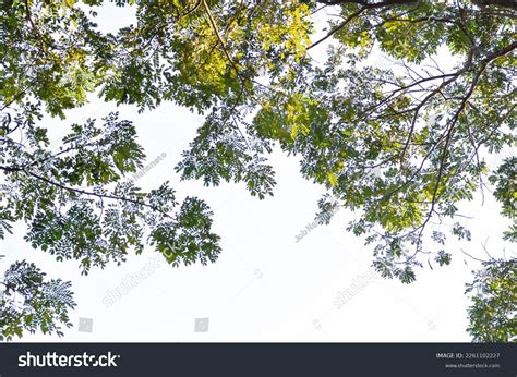 2,570 Samanea Images, Stock Photos & Vectors | Shutterstock