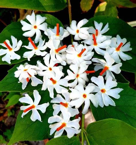 The Entacloo Parijatharsingar Plant Price In India Buy The Entacloo