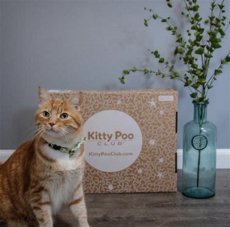 Kitty Poo Club Reviews: Everything You Need To Know