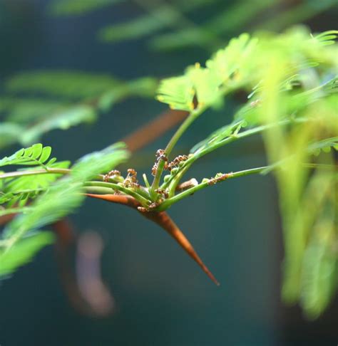 Pohon Akasia