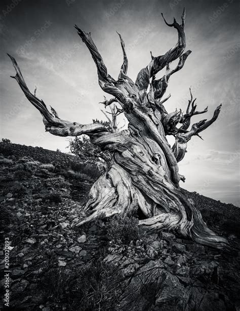 Methuselah The Oldest Living Great Basin Bristlecone Pine Pinus