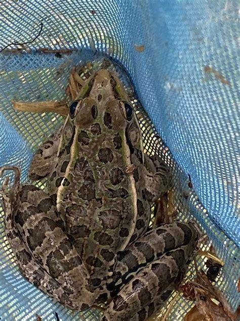 Transverse Volcanic Leopard Frog From La Presa Yahualica De Gonz Lez