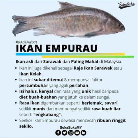 Ikan Laut Paling Mahal Di Malaysia Fernandoropjennings