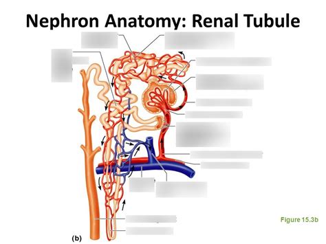 Nephron Anatomy Renal Tubule Diagram Quizlet