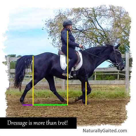 Why Dressage For The Rider Naturally Gaited Horse