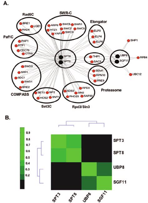 Synthetic Genetic Interactions And Microarray Analysis Of Gene