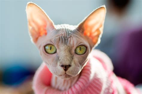 Il Gatto Sphynx Origini E Particolarit Pam Retailpro