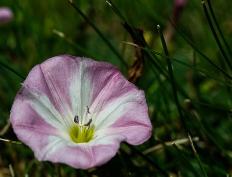 Bindweed Pink Flower Free Photo On Pixabay Pixabay