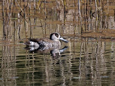 Ebird Australia Checklist 28 Jun 2023 Finland Road Paradise Waters