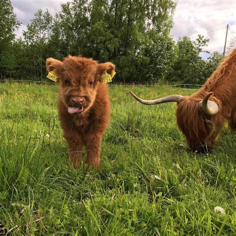 20 Adorable Photos Of Fuzzy Highland Cattle Calves