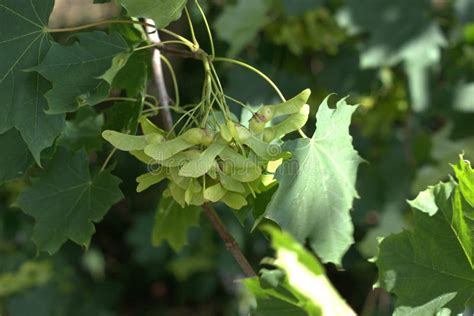 Norway Maple Tree Seeds Growing Stock Image - Image of growing, spitzahorn: 119957007