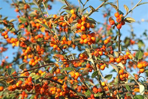 Orange Berries Of Cotoneaster Franchetii Stock Image Image Of Garden