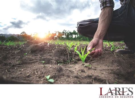 SEGUROS PARA EL CULTIVO LARES Si quieres hacer una buena inversión