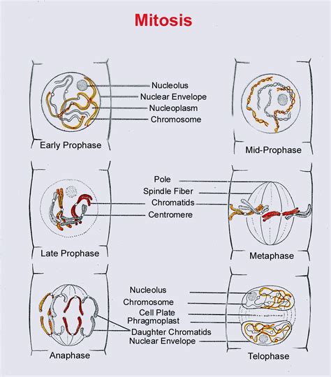 Gamete Formation