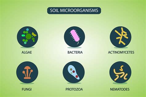 microorganismos del suelo que se reproducen en el suelo 11512366 Vector en Vecteezy