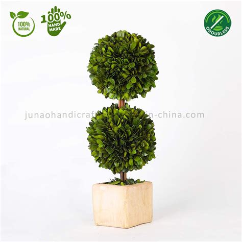 100 Natural Preserved Boxwood Topiary Bonsai Modern Greenery Plant