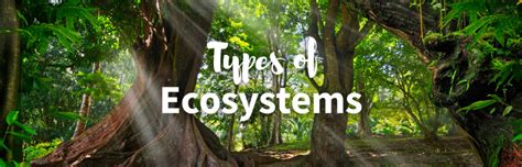 12 Different Types of Ecosystems and Why They Are Important